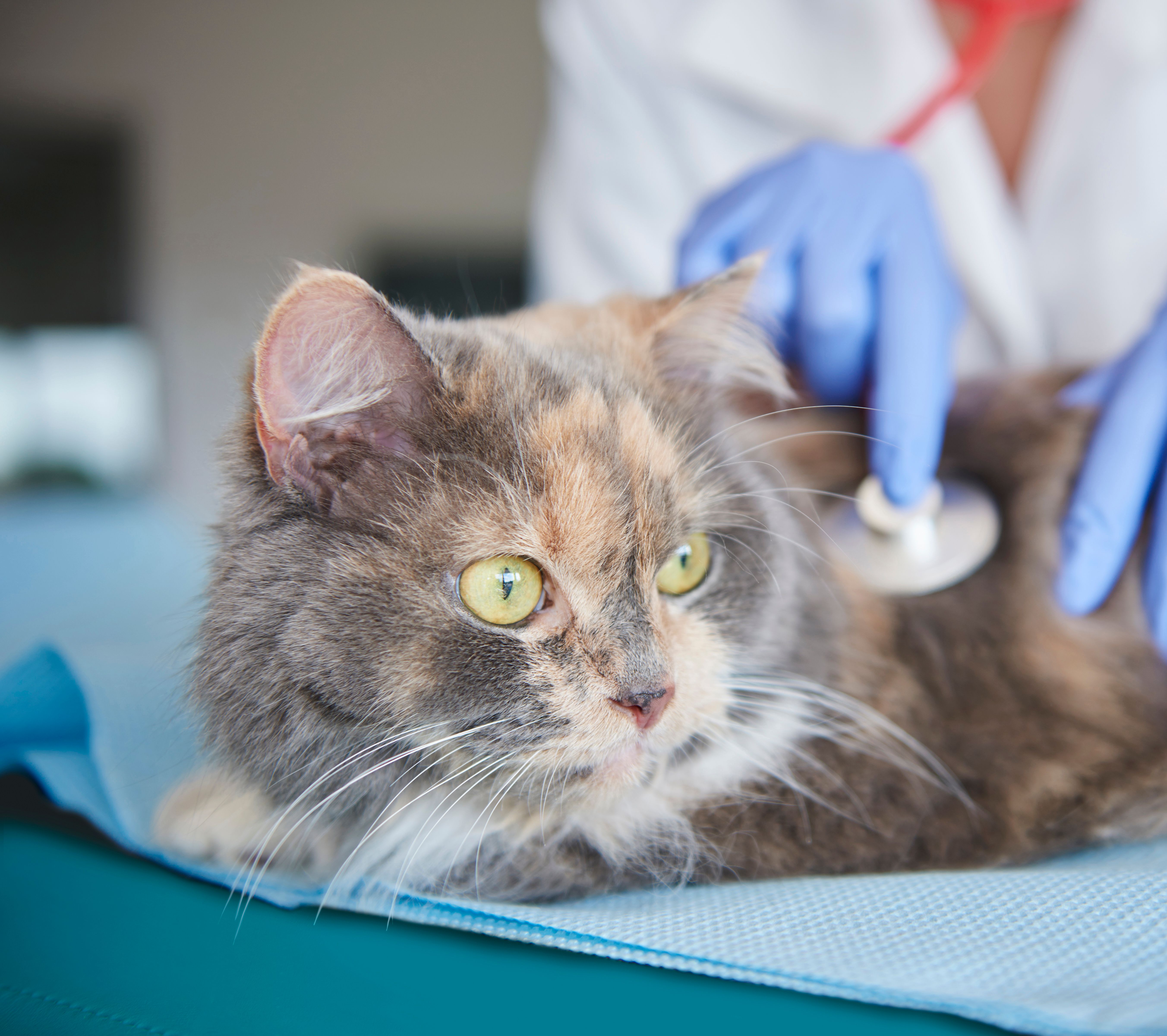 Medica Pet São Paulo