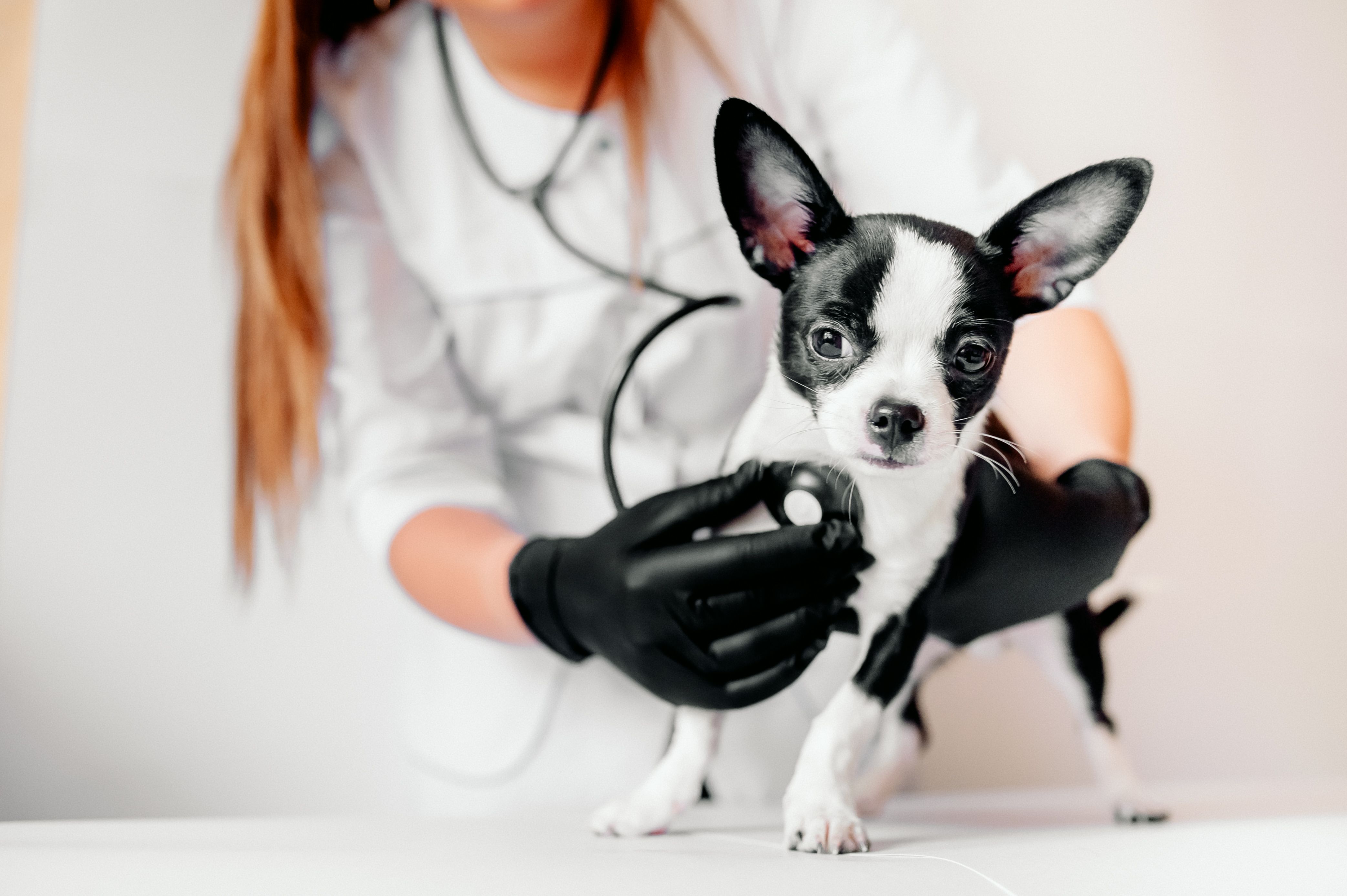 Medica Pet São Paulo